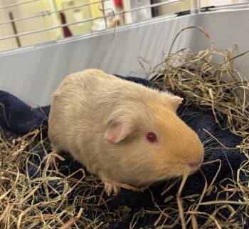 Rescue Guinea Pig Guinea Pigs for Adoption in Brewster, Massachusetts - AURORA | PetCurious